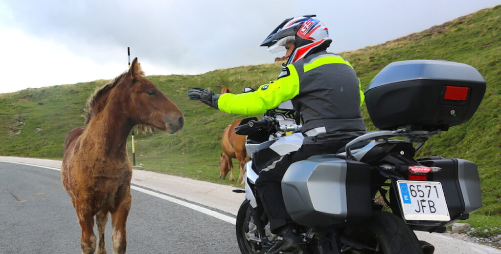 Carretera rodeada de naturaleza y animales salvajes.